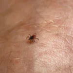 Nauja erkių rūšis