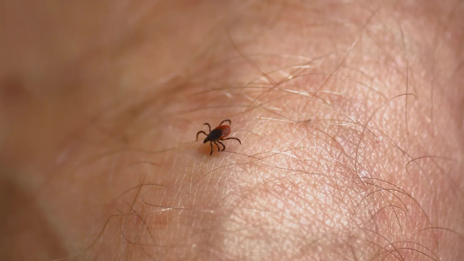 Nauja erkių rūšis