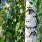 Kam beržo lapai tikrai padeda?