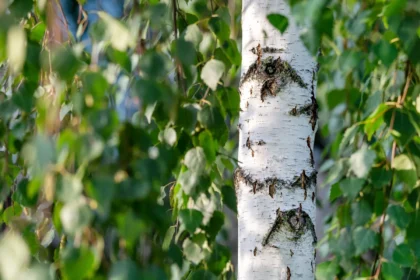 Kam beržo lapai tikrai padeda?