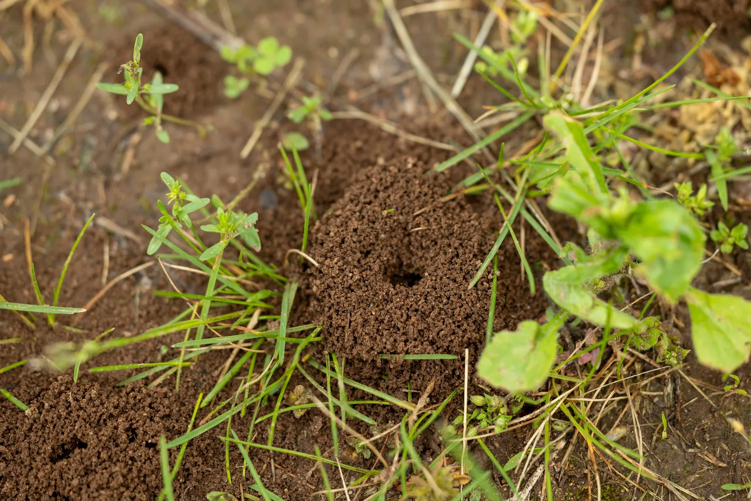 Kaip atsikratyti skruzdžių