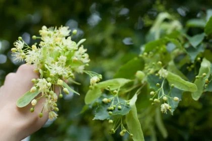 Shutterstock 2470759633