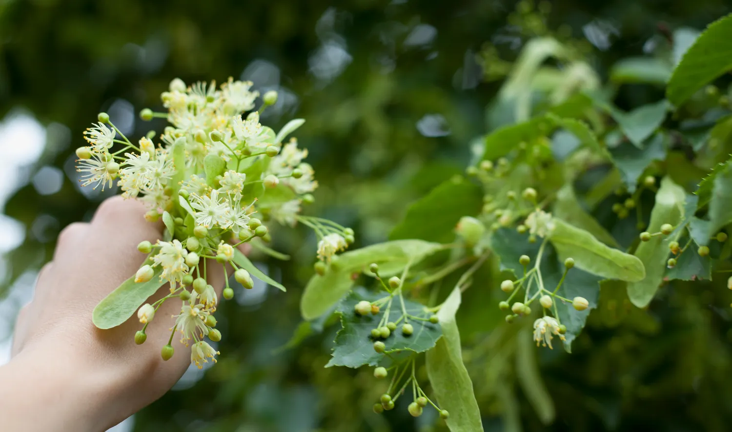 Shutterstock 2470759633