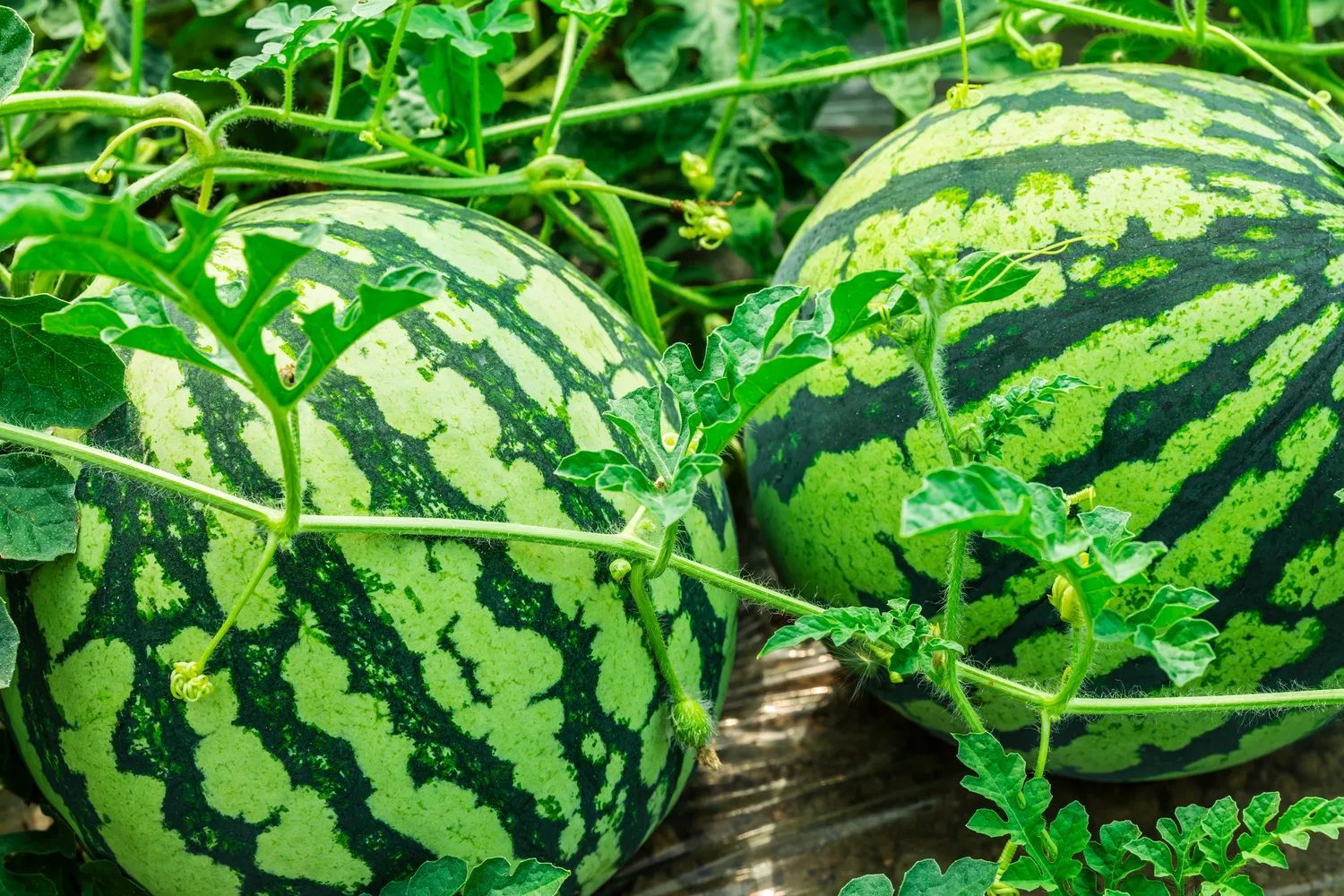 Pelenai gali sulėtinti arbūzų augimą ir sumažinti derlių