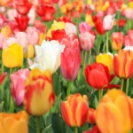 Shutterstock 2474063103