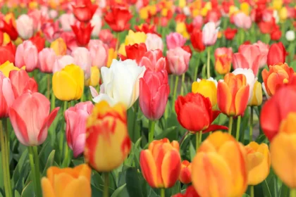 Shutterstock 2474063103