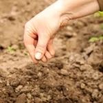 Smėlinga dirva gali tapti tikru privalumu