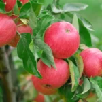 Kad obelys duotų gausų derlių, būtina: tinkamai genėti, subalansuotai tręšti, stebėti žydėjimo laikotarpį ir apsaugoti medį nuo kenkėjų bei ligų