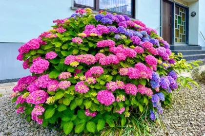 Hortenzijos gali tapti tikru sodo akcentu, tačiau tik tuomet, jei joms sudaromos tinkamos sąlygos