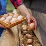 Natūralūs kiaušiniai