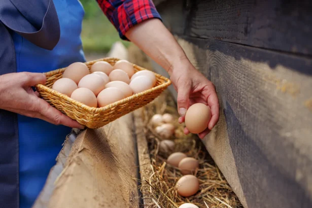 Natūralūs kiaušiniai