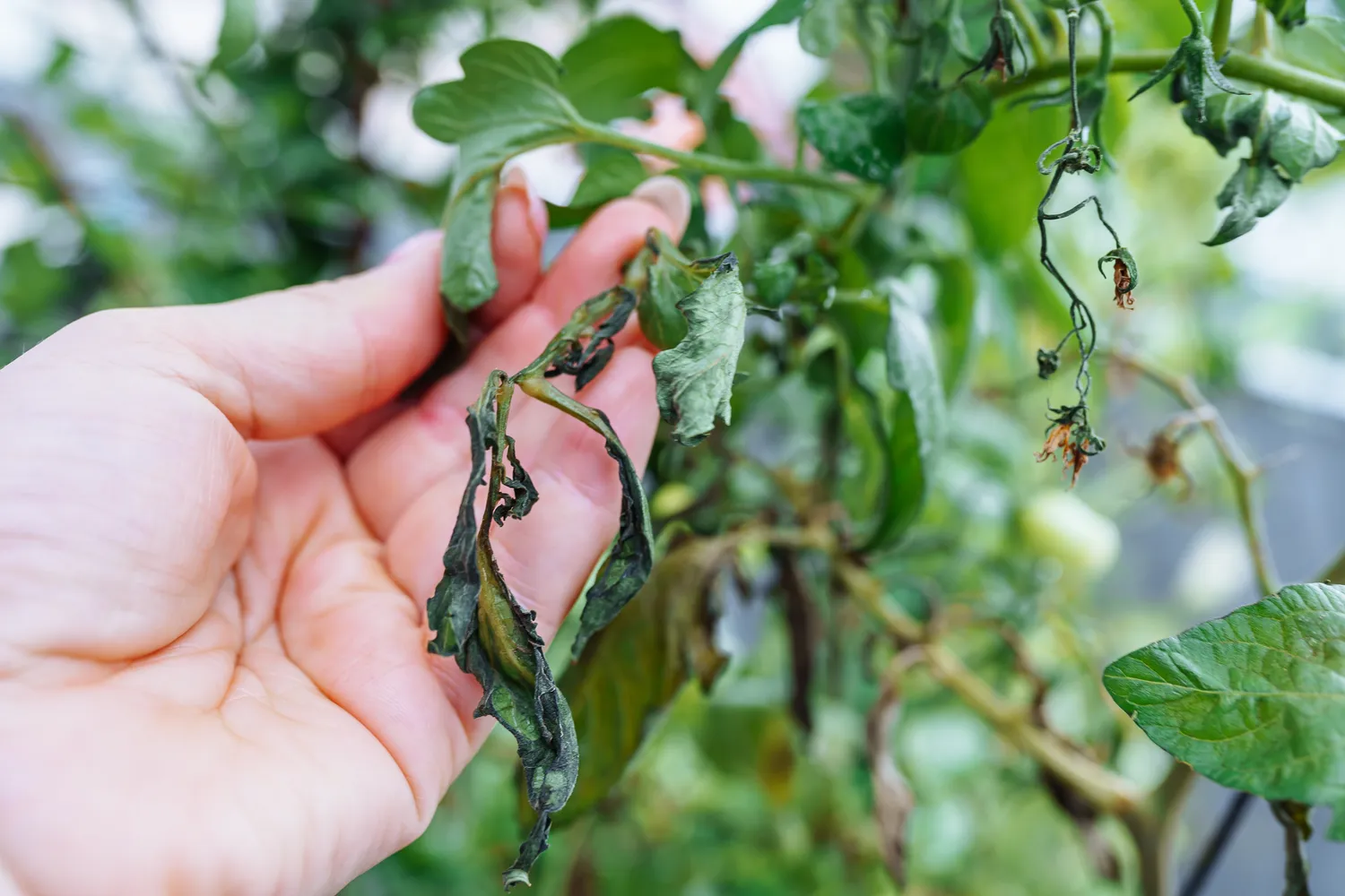 Jodo trūkumas dažnai tampa paslėpta priežastimi, kodėl augalai skursta, lėčiau auga ar neduoda laukto derliaus