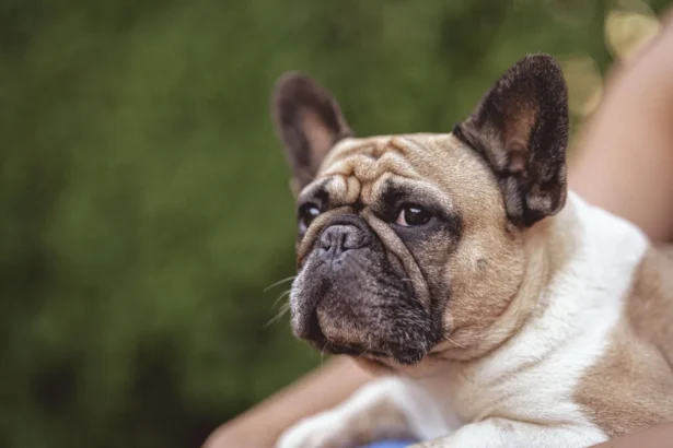 Mopsas (šuns veislė)