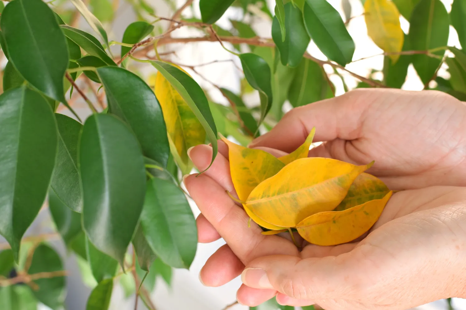 Priežastys, kodėl krenta fikuso lapai