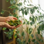 Lauro lapai gali padėti atsipalaiduoti