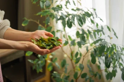 Lauro lapai gali padėti atsipalaiduoti