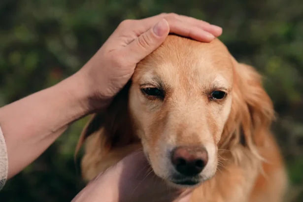 Šuns galvos glostymas