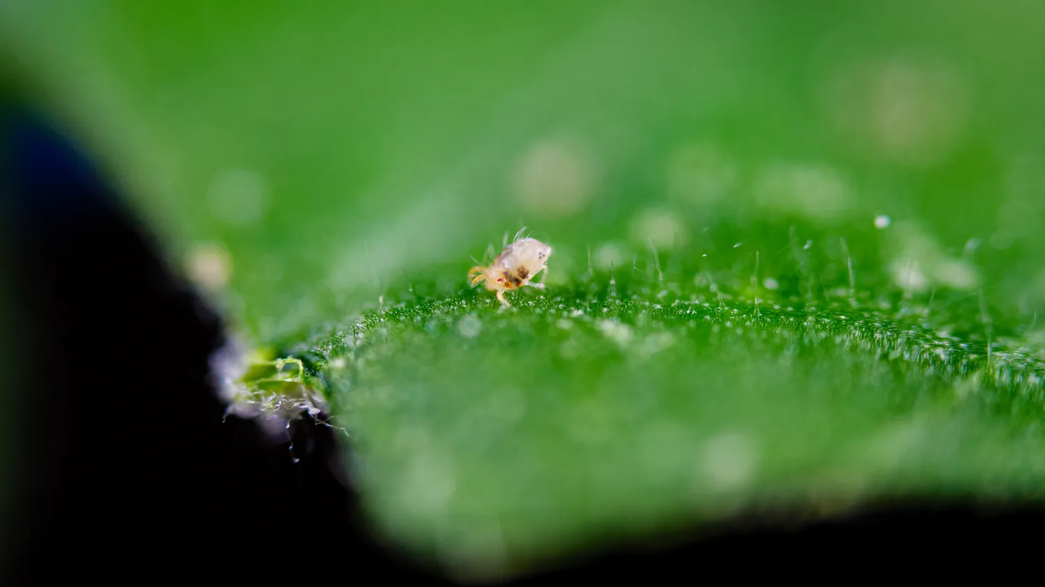 Ar degtinė tikrai padeda nuo voratinklinių erkučių