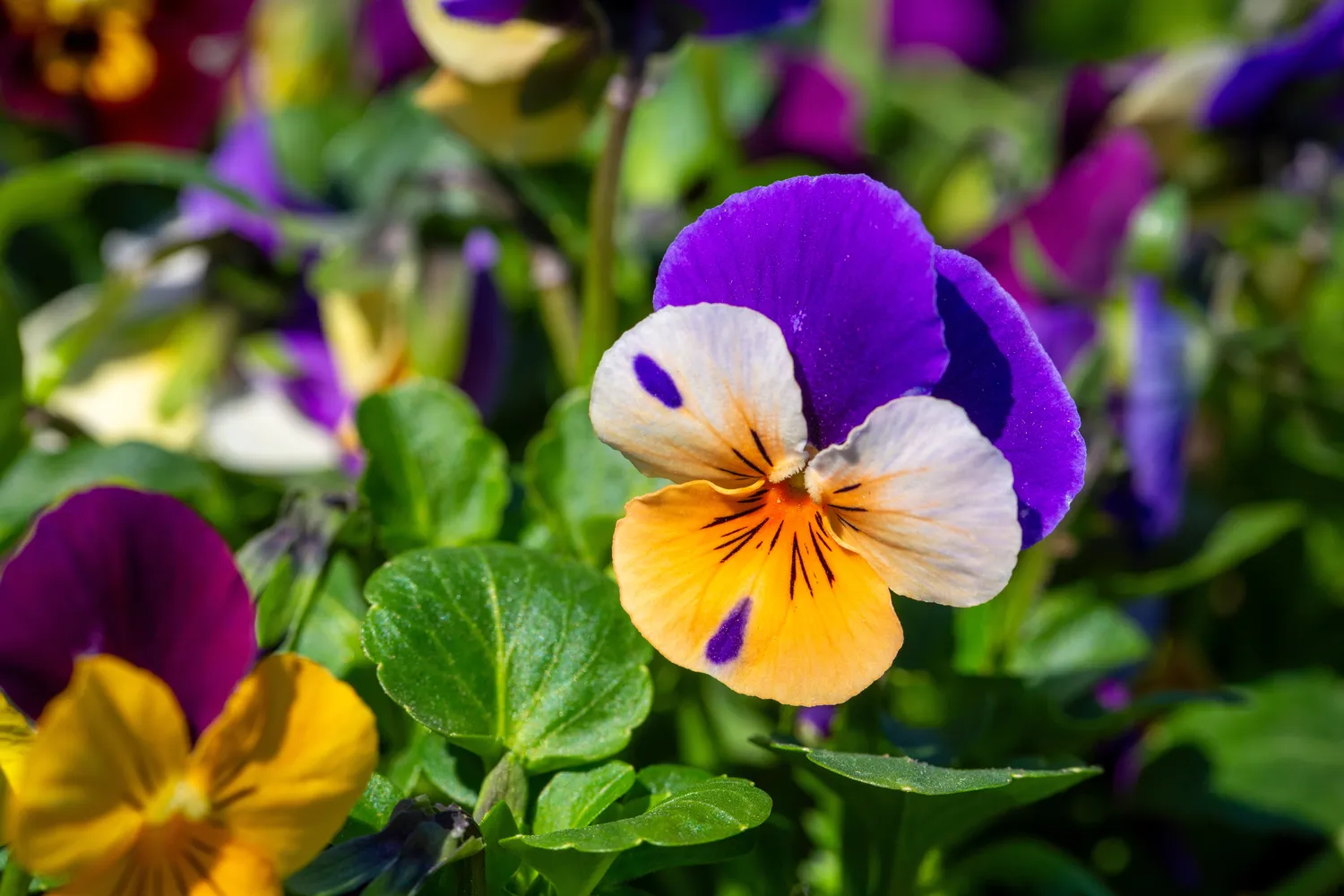 Tam, kad našlaitės žydėtų gausiai, reikia užtikrinti tinkamą tręšimą