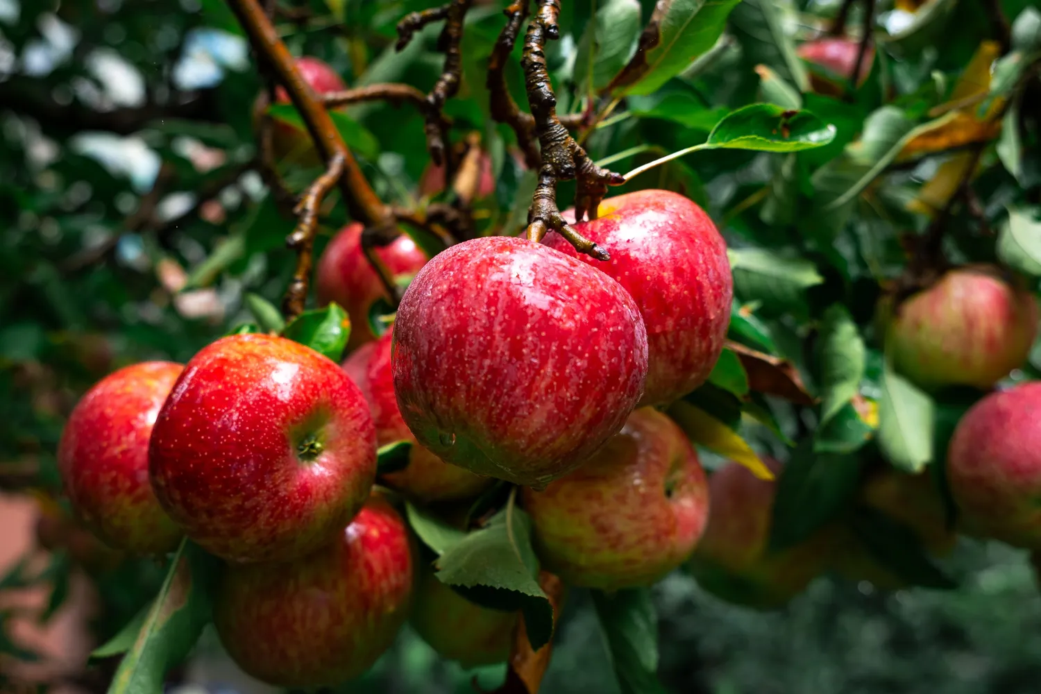 Gausus obuolių derlius