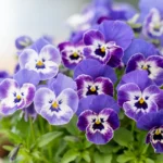 Našlaitės – ankstyvosios pavasario gėlės, kurias verta sodinti kiekviename sode