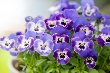 Našlaitės – ankstyvosios pavasario gėlės, kurias verta sodinti kiekviename sode