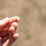 Shutterstock 2618667109