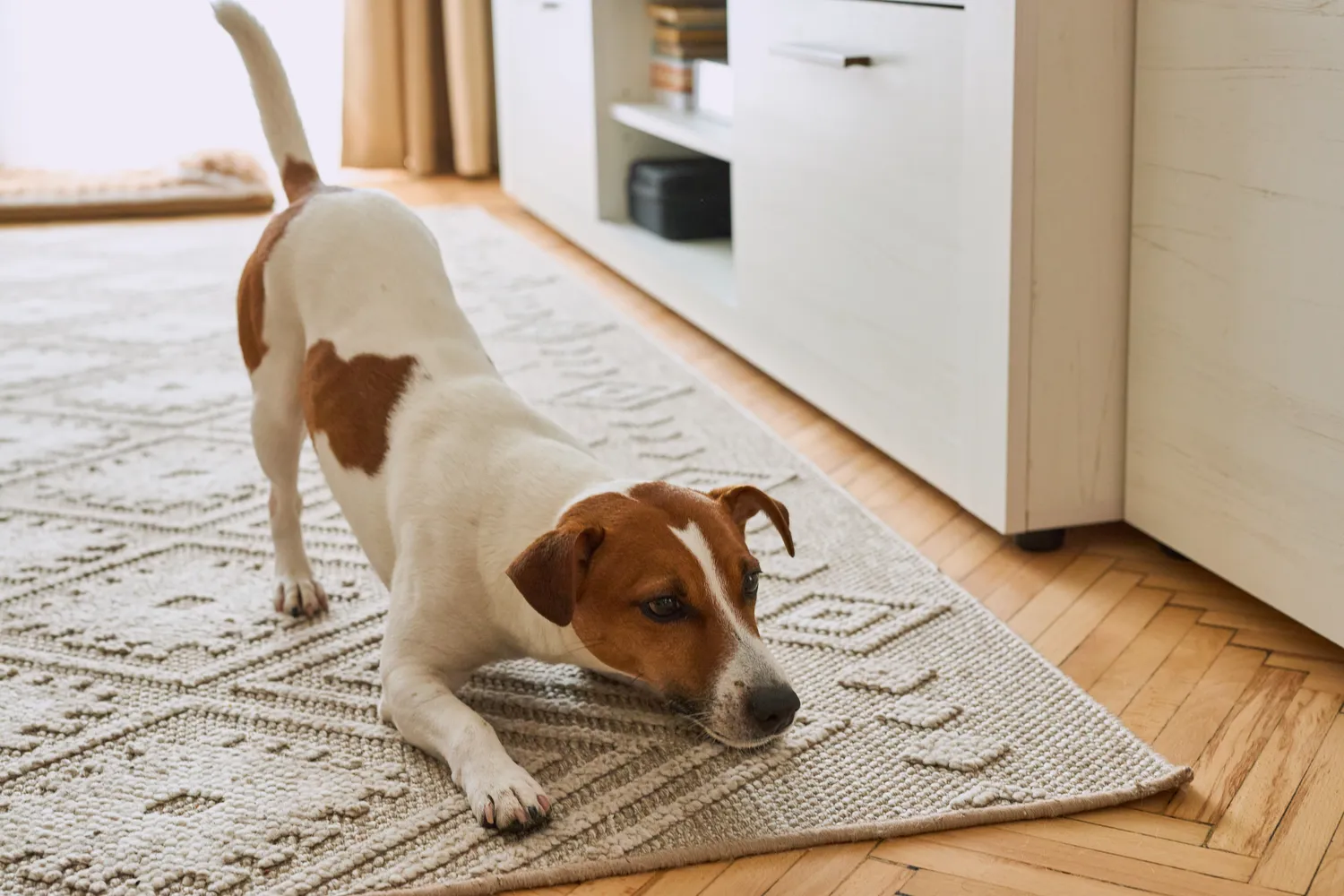 Shutterstock 2627054541