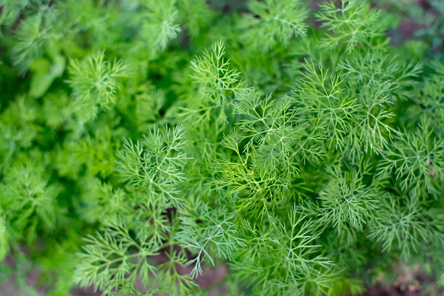 Shutterstock 2629728283