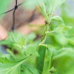 Shutterstock 2631137151