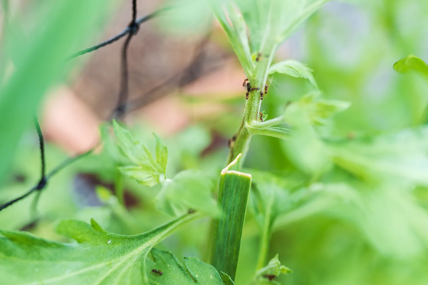 Shutterstock 2631137151