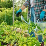 Tinkamai parinkta vieta, subalansuota priežiūra ir kantrybė – tai pagrindiniai sėkmingo daržo elementai