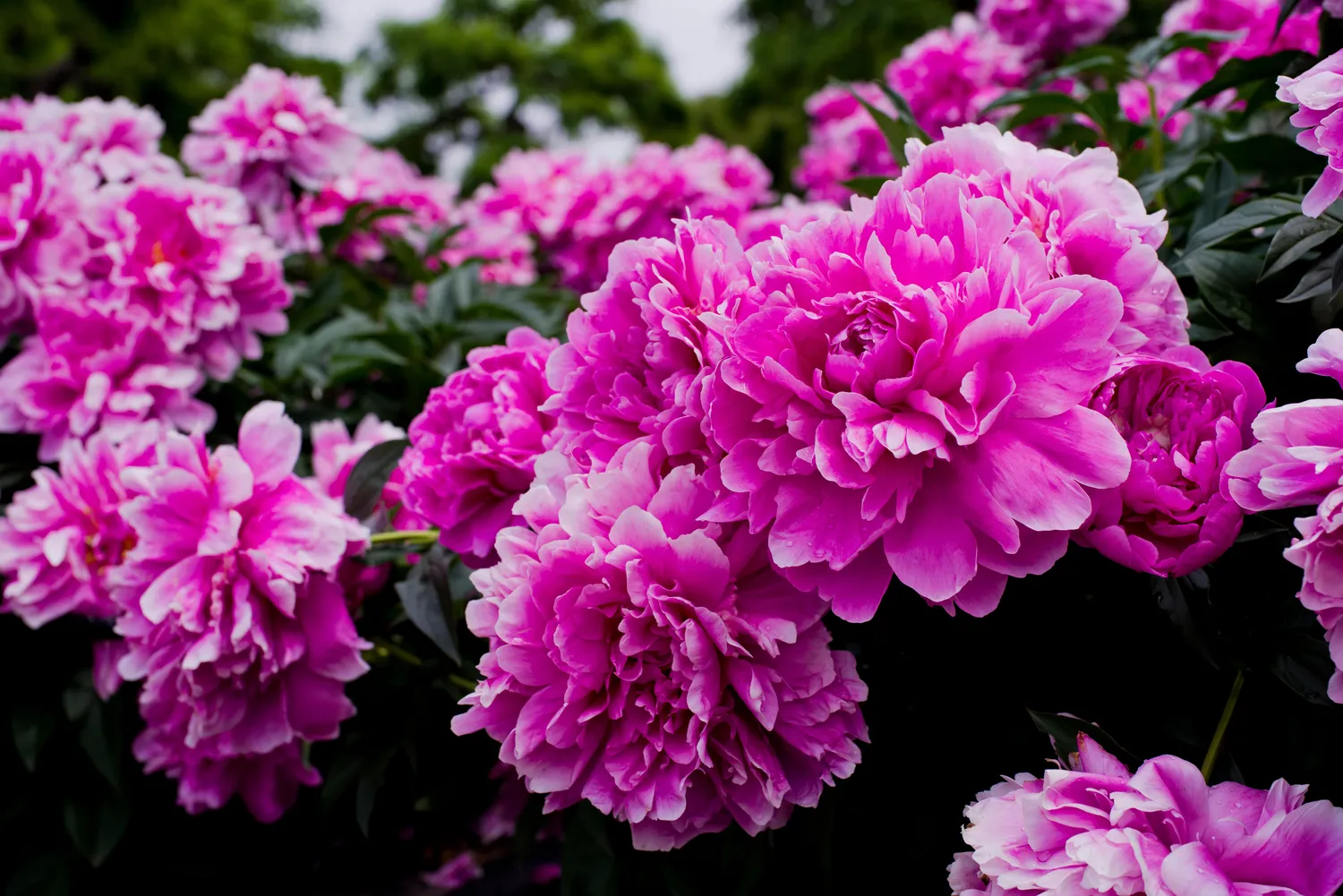 Shutterstock 2645123815