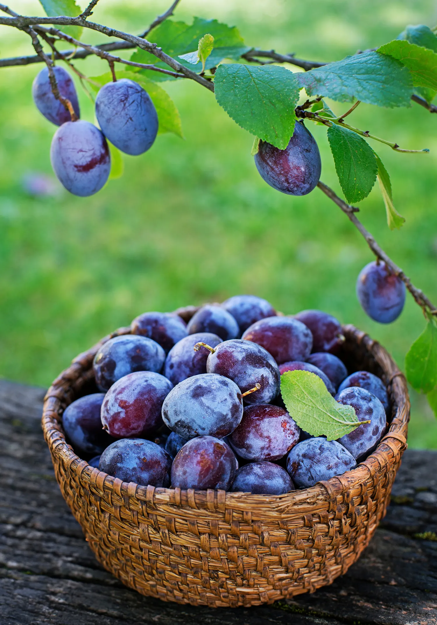 Brangios trąšos ne visada reiškia geresnį rezultatą – dažnai pakanka paprastų, natūralių sprendimų