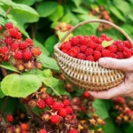 Kirminai avietėse – ne neišvengiama problema, o dažniausiai priežiūros spragų pasekmė