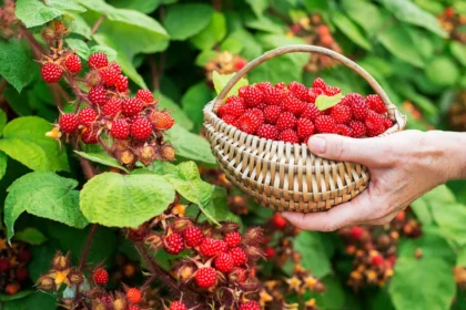 Kirminai avietėse – ne neišvengiama problema, o dažniausiai priežiūros spragų pasekmė