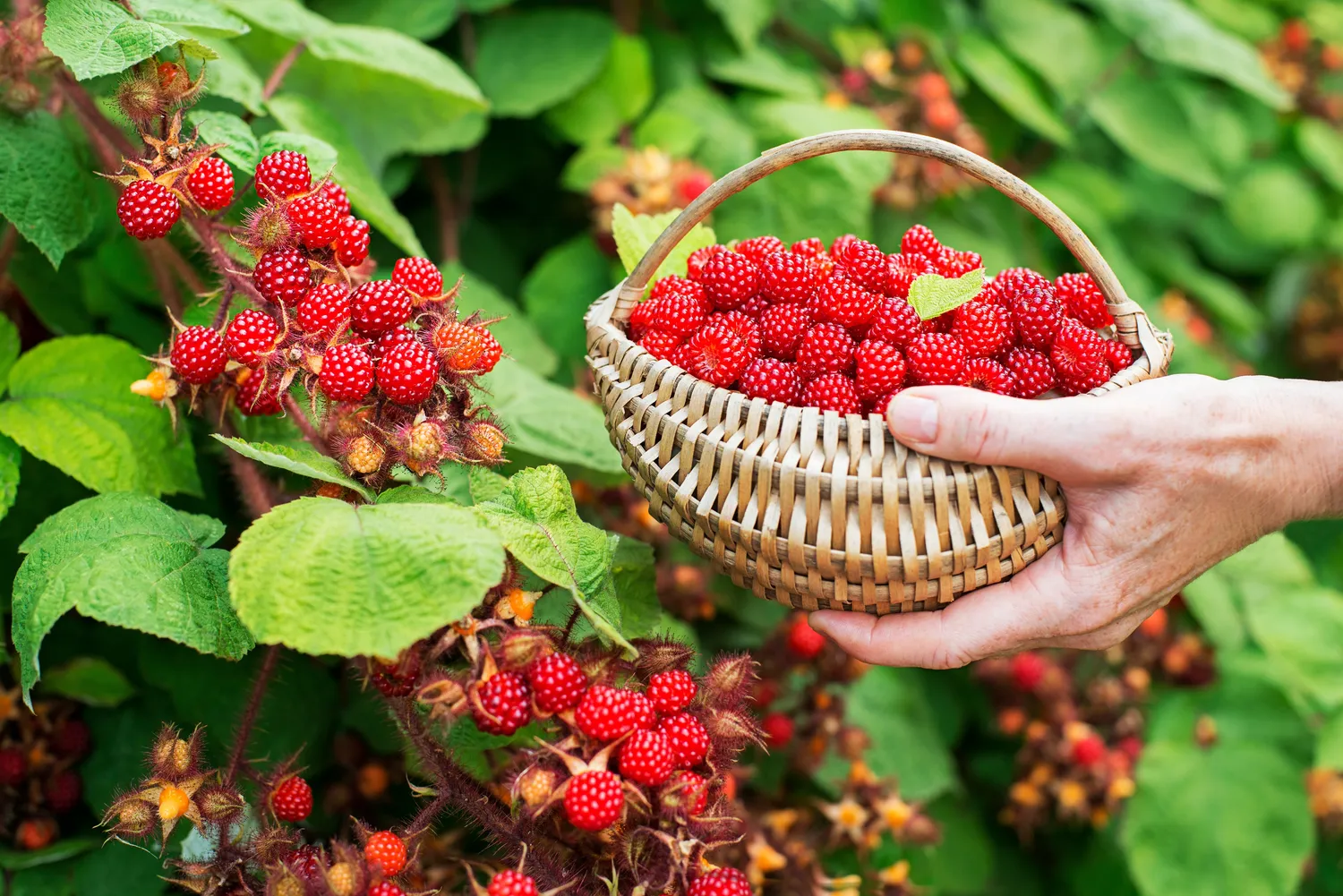 Kirminai avietėse – ne neišvengiama problema, o dažniausiai priežiūros spragų pasekmė