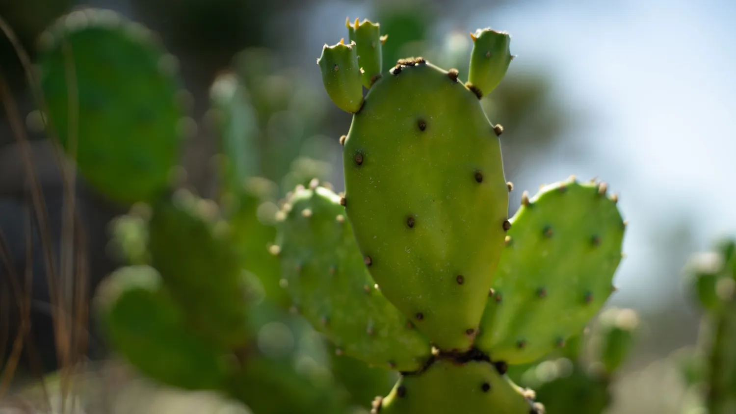 Opuntia ficus-indica