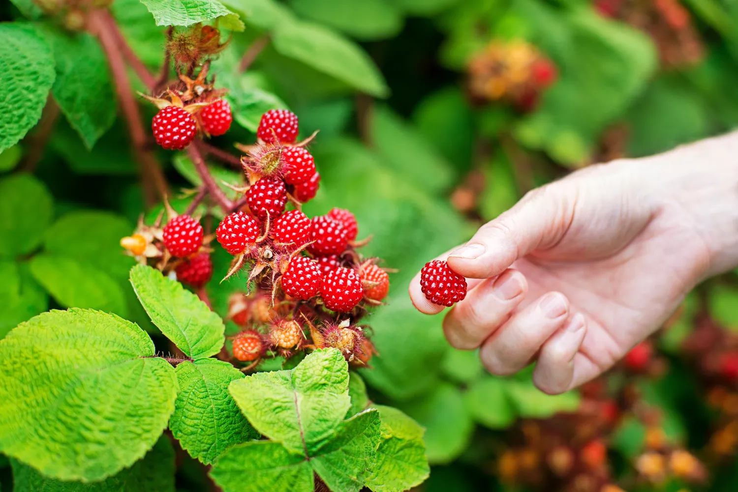 Avietes galima apsaugoti įvairiomis natūraliomis priemonėmis