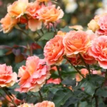 Rožės laikomos tikromis sodo karalienėmis