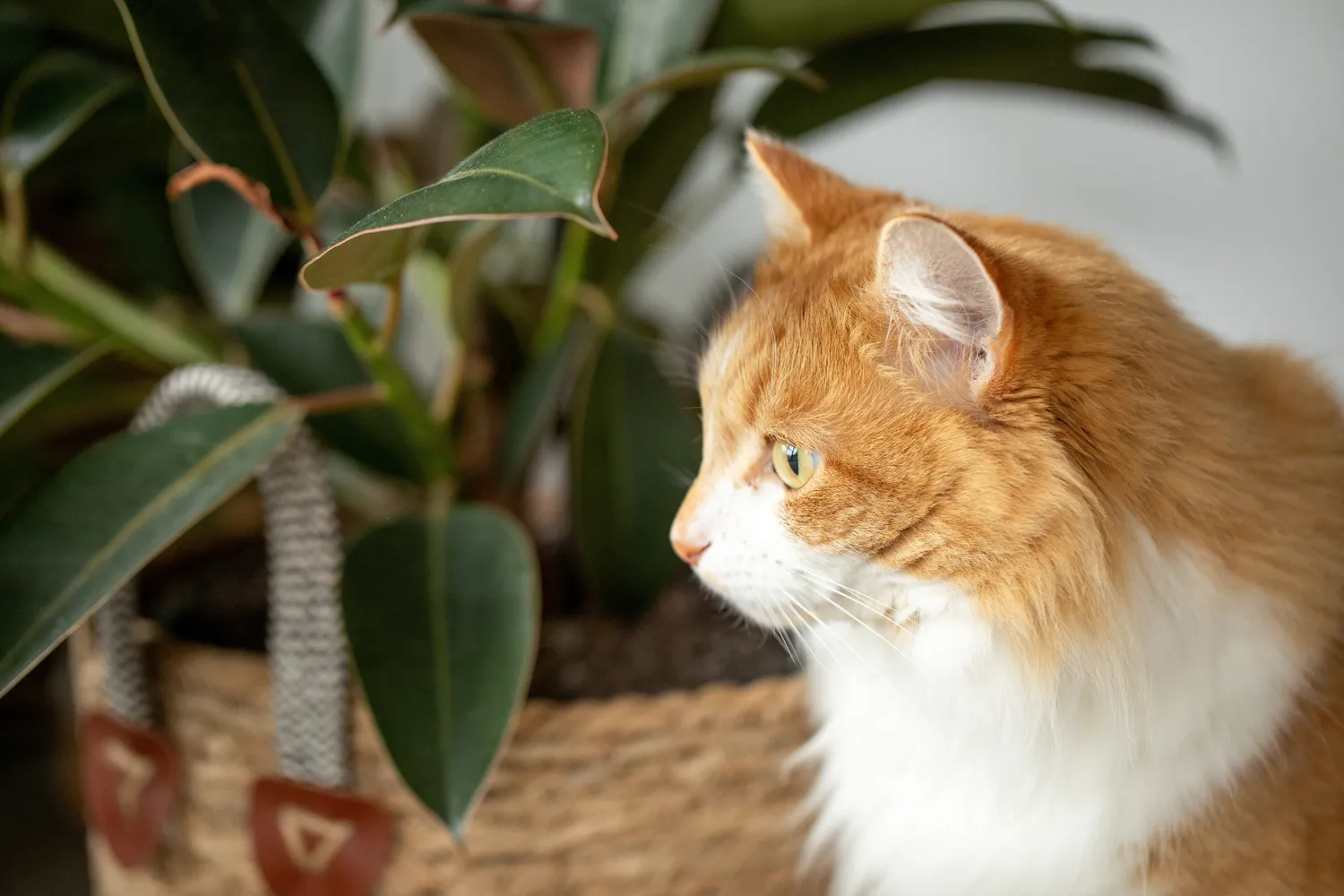 Gyvūnus būtina apsaugoti nuo nuodingų kambarinių augalų