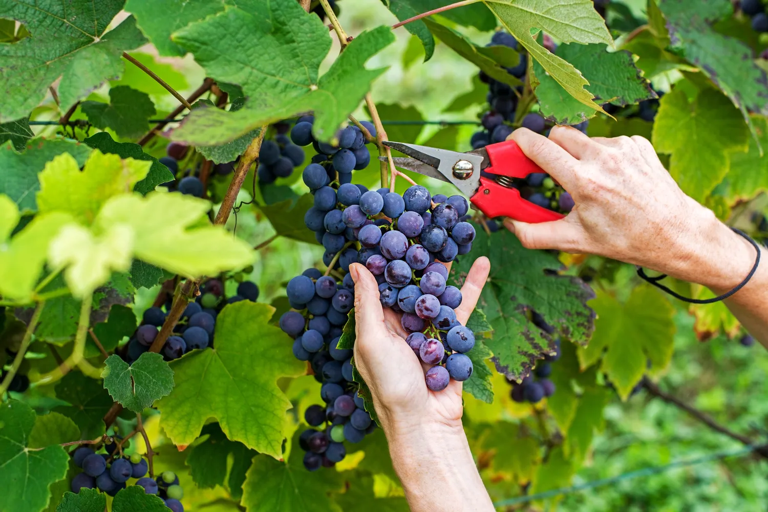 Vynuogės puikiai auga smėlingoje dirvoje