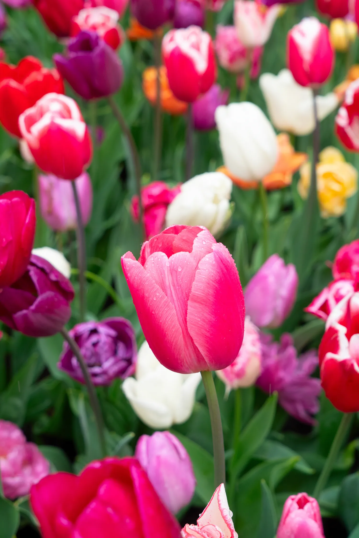 Tulpėms reikia purios, lengvos ir nerūgščios žemės