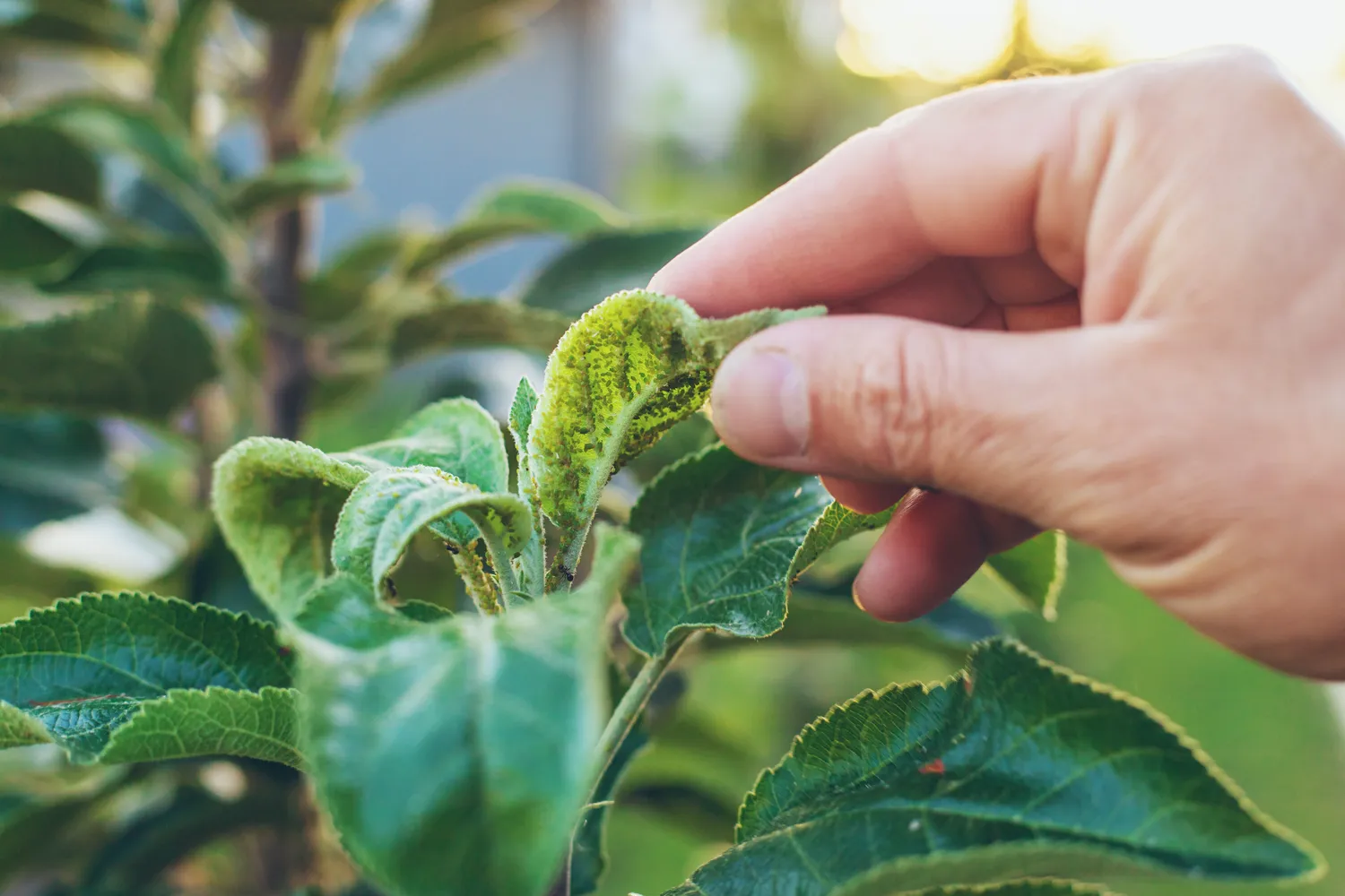 Skruzdės jūsų sode