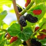 Šilkmedis – ne tik dekoratyvus medis, bet ir vertingas augalas, kurio uogos stebina savo saldumu bei sveikatinančiomis savybėmis