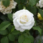 Kaip atgaivinti rožes po sunkios žiemos?