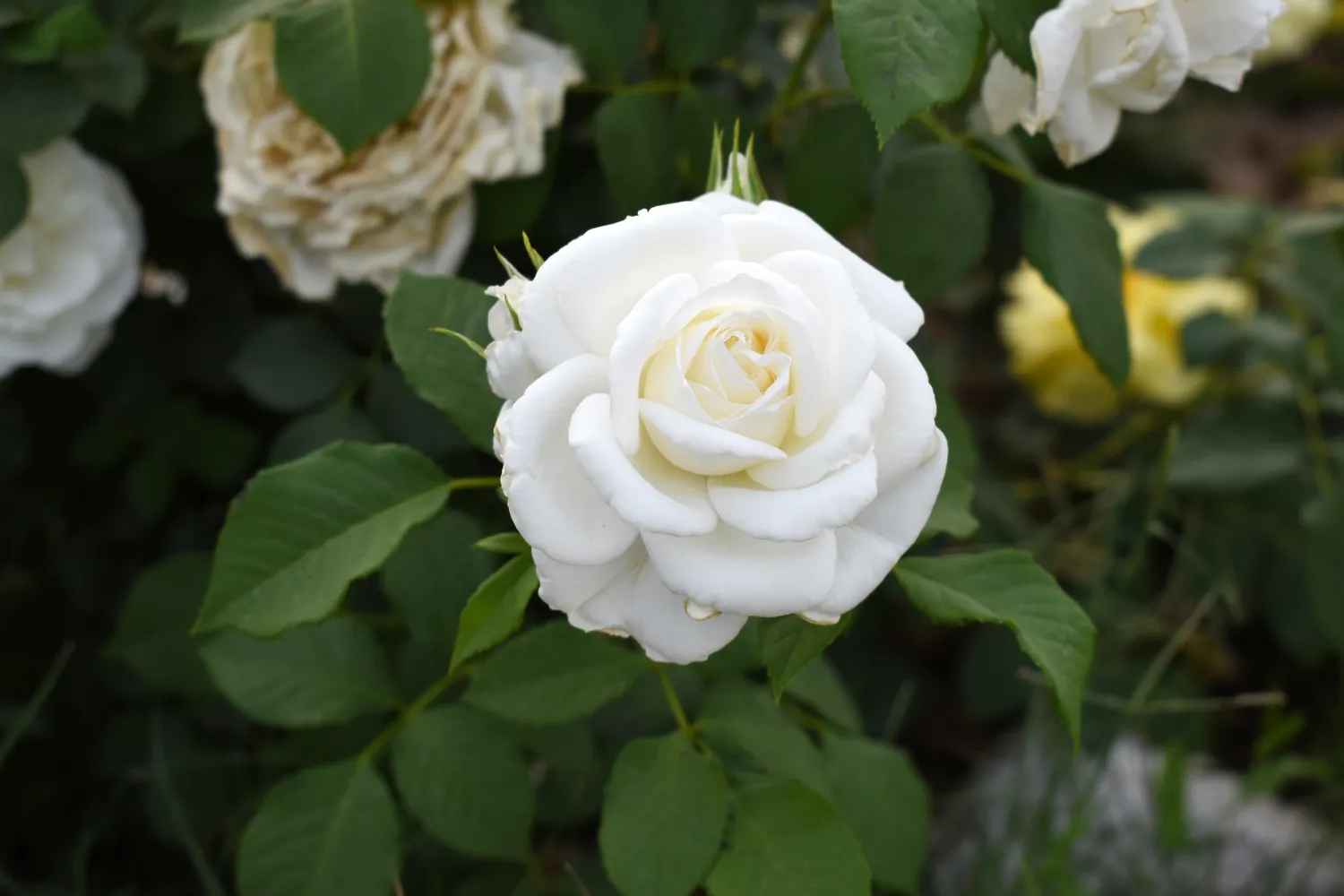 Kaip atgaivinti rožes po sunkios žiemos?