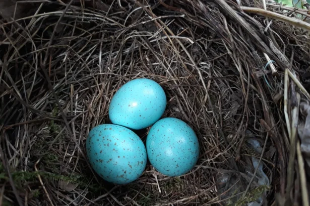 Gražūs mėlyni kiaušiniai