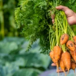 Jūsų morkos bus tobulos