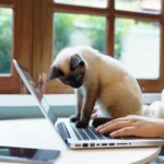 Shutterstock 2700381237